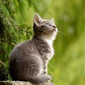 Picture for category Feline